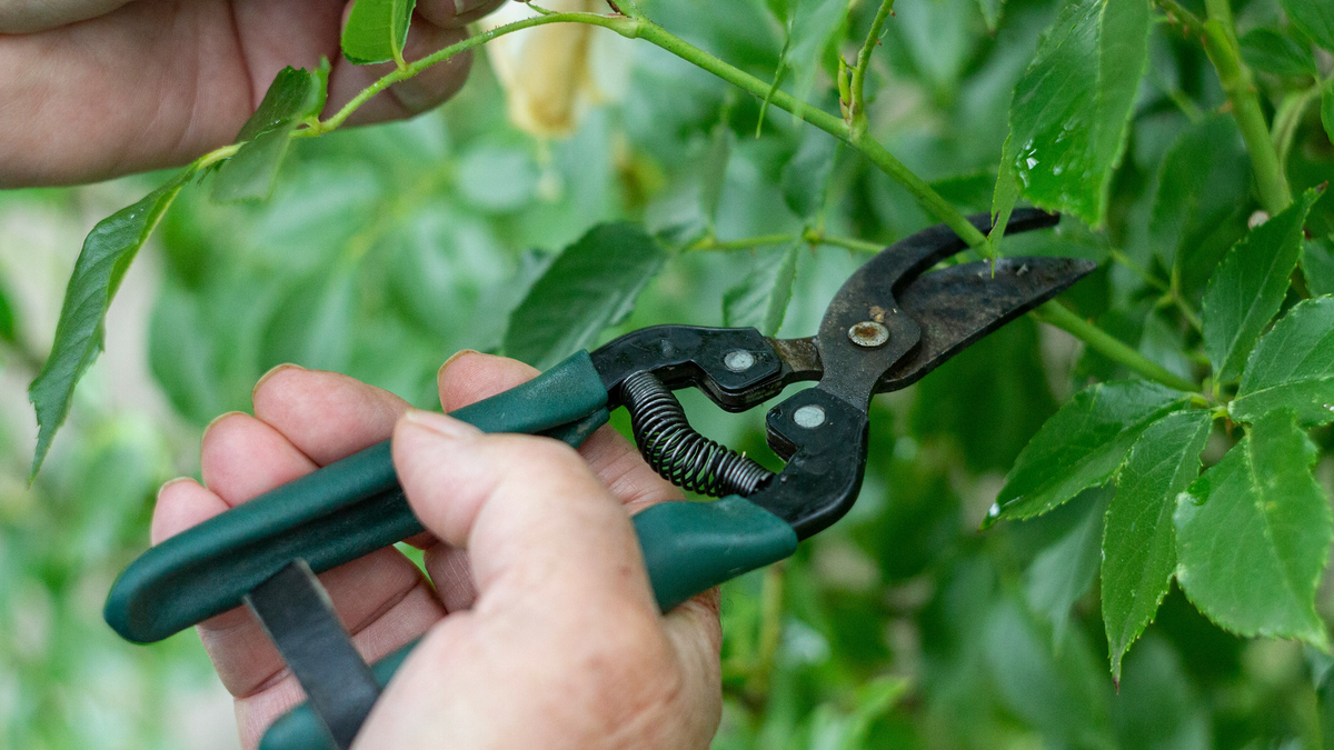 Ergonomic Scissors That Reduce Hand Fatigue