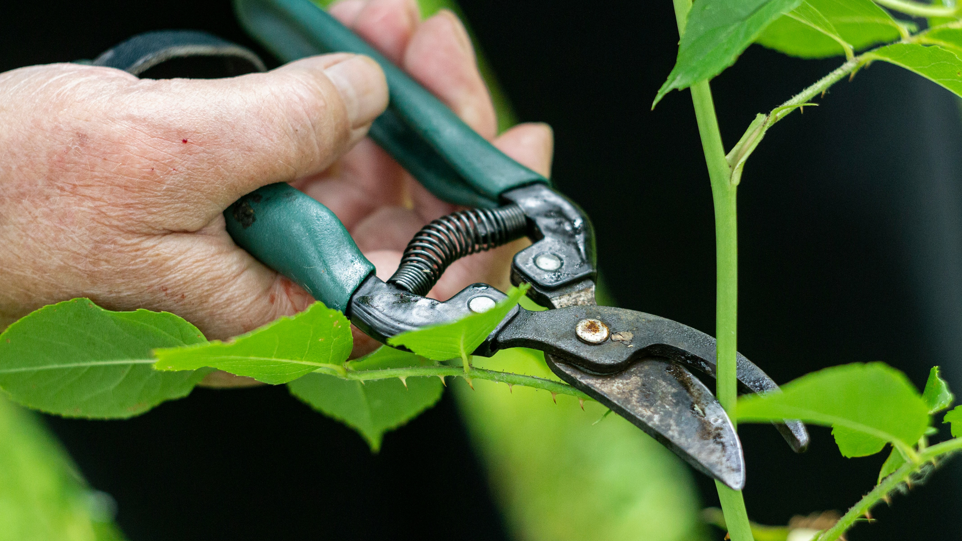 Top 5 Scissors Techniques for Precise Cutting