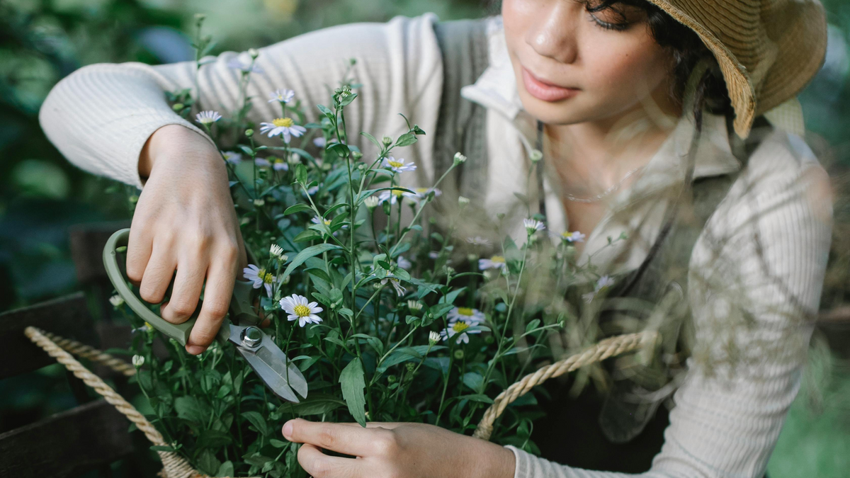 Why Scissors Are Essential for Indoor and Outdoor Plants