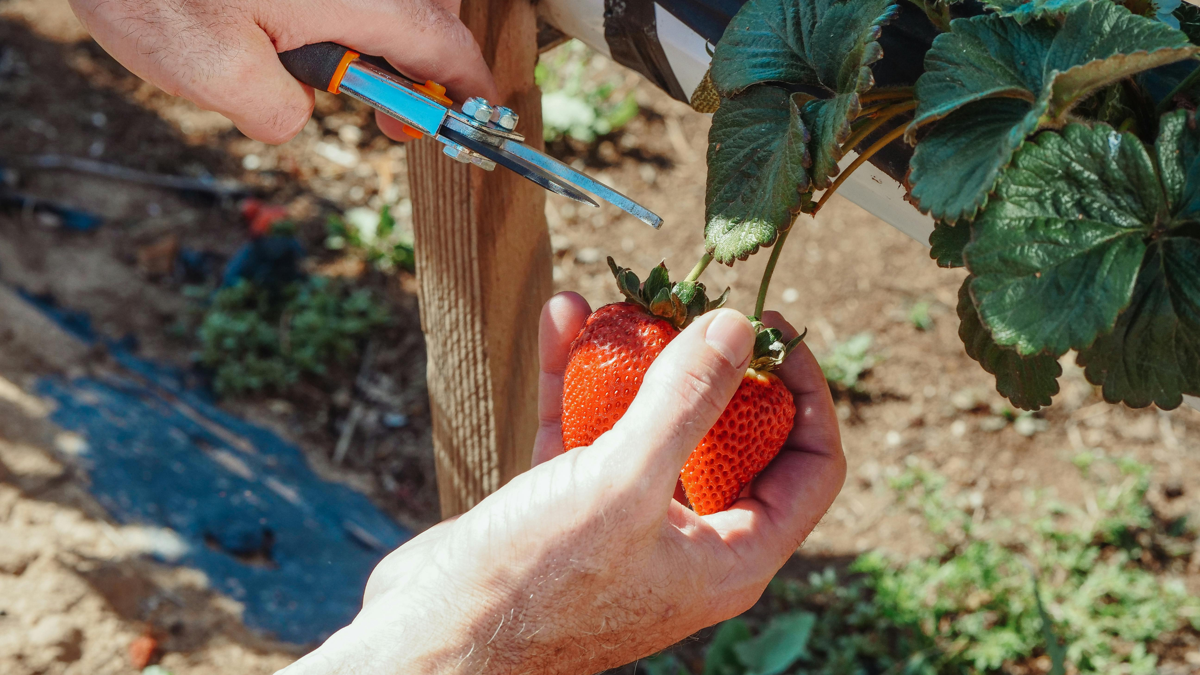 Tips for Using Loppers Safely and Effectively