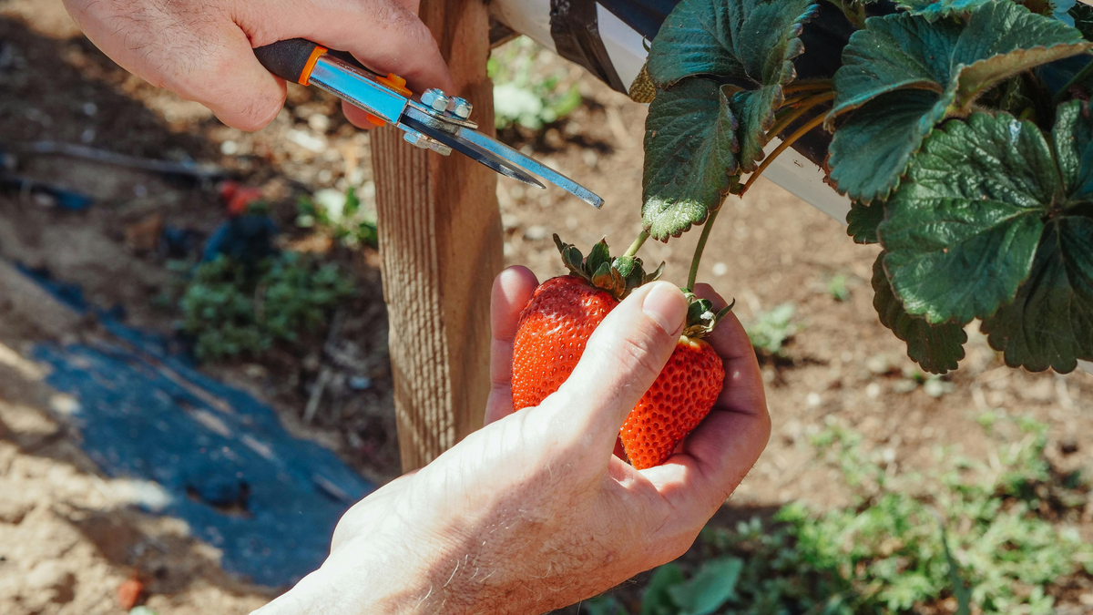 Tips for Using Loppers Safely and Effectively