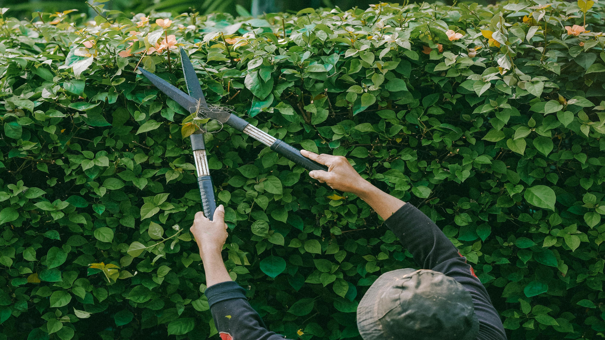 Essential Maintenance Tips to Keep Your Pruners Sharp