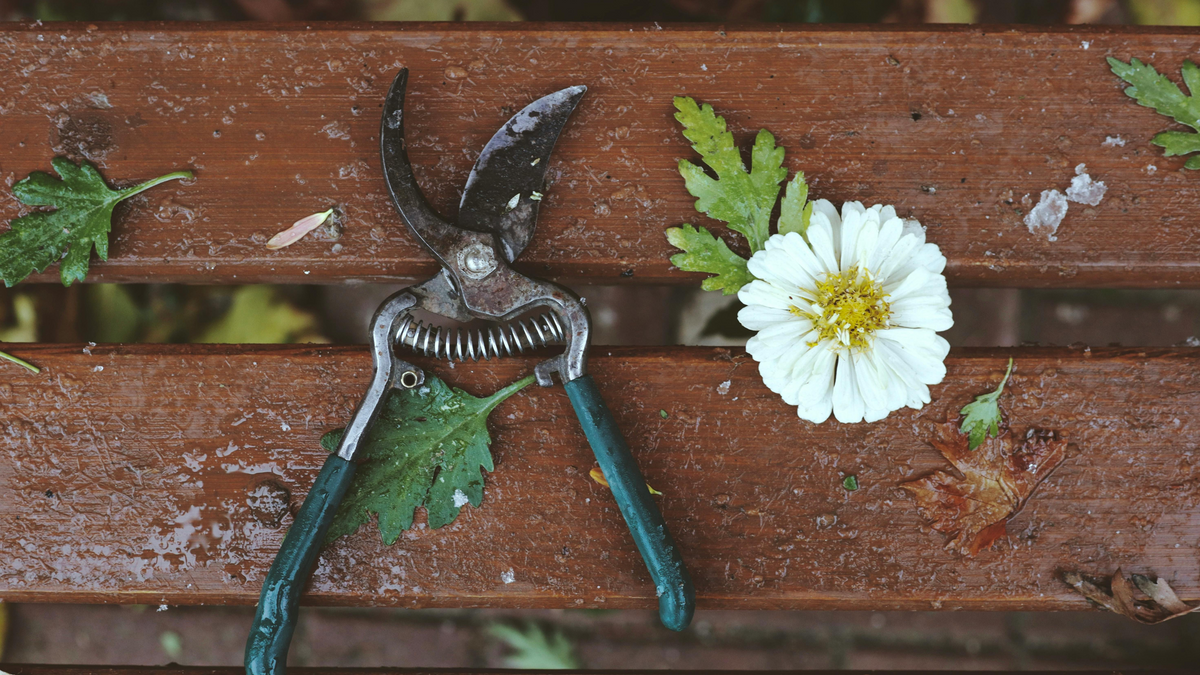 Tips for Cutting Soft vs. Woody Stems With Scissors